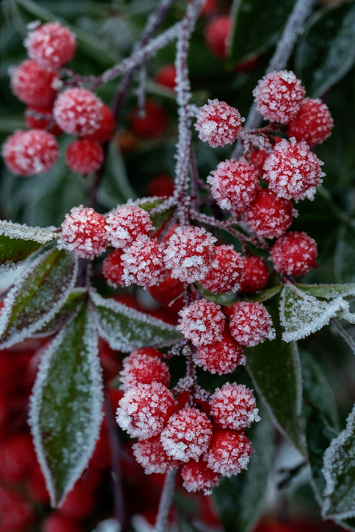 gefrostete Beeren