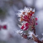 gefrostete blüten