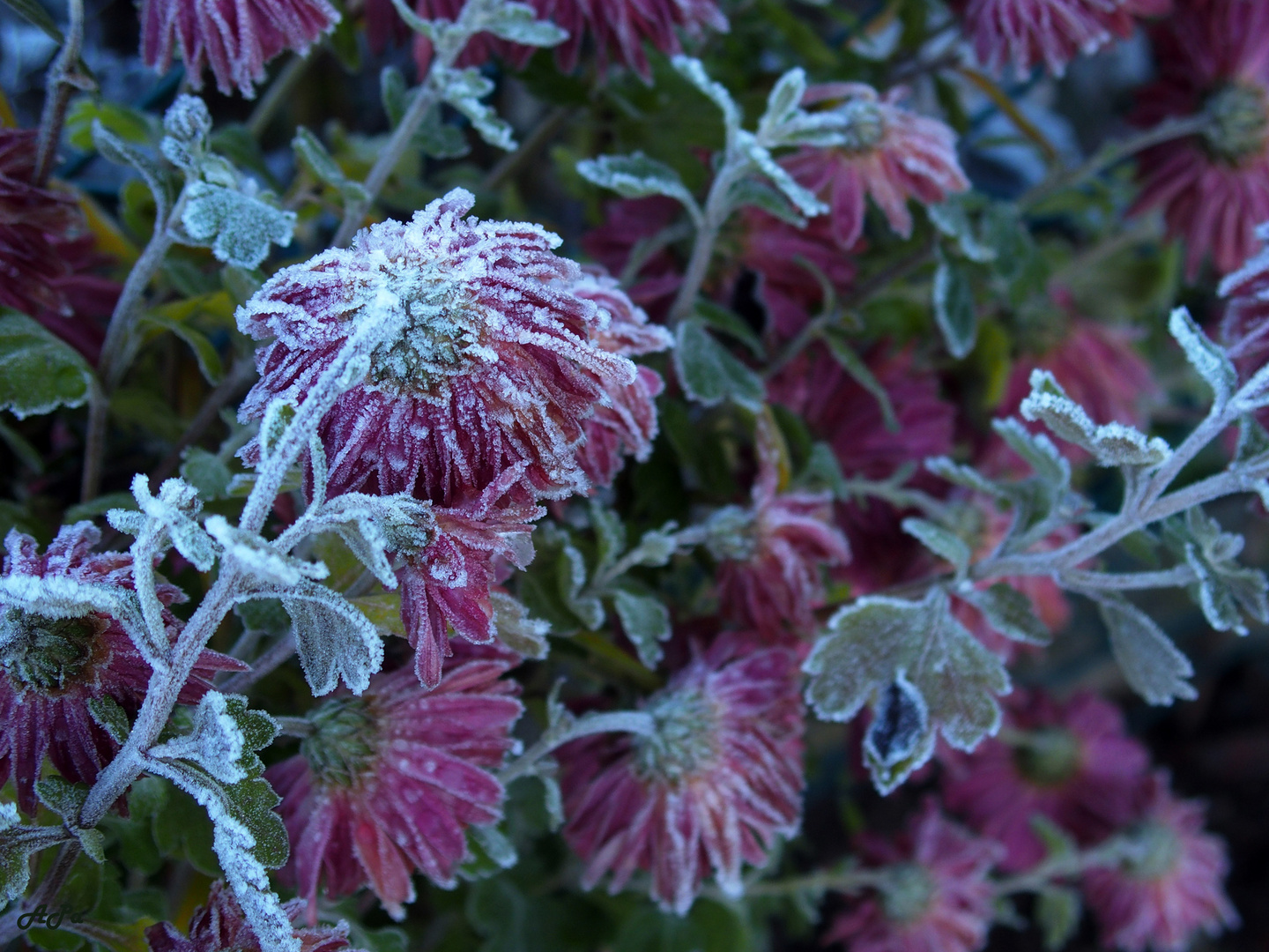 Gefrostete Chrysanthemen