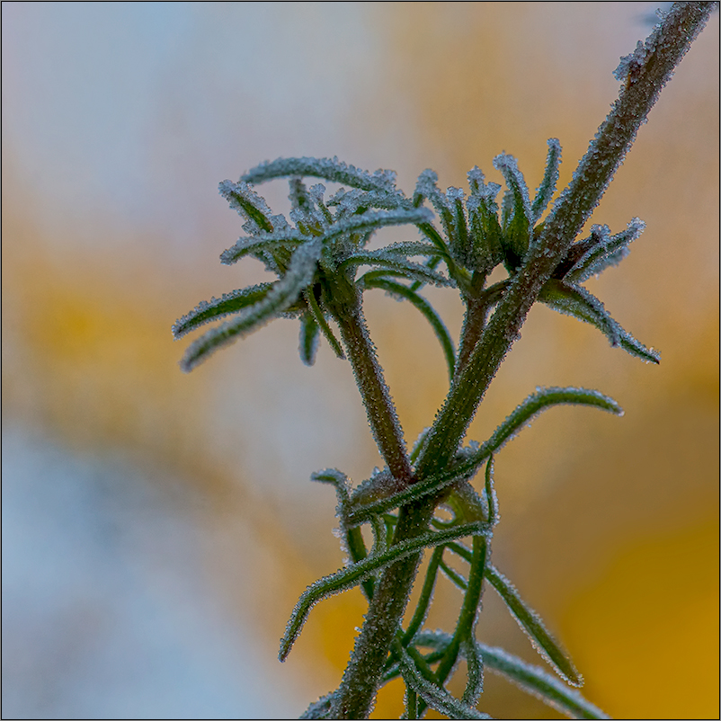 gefrostete cosmea