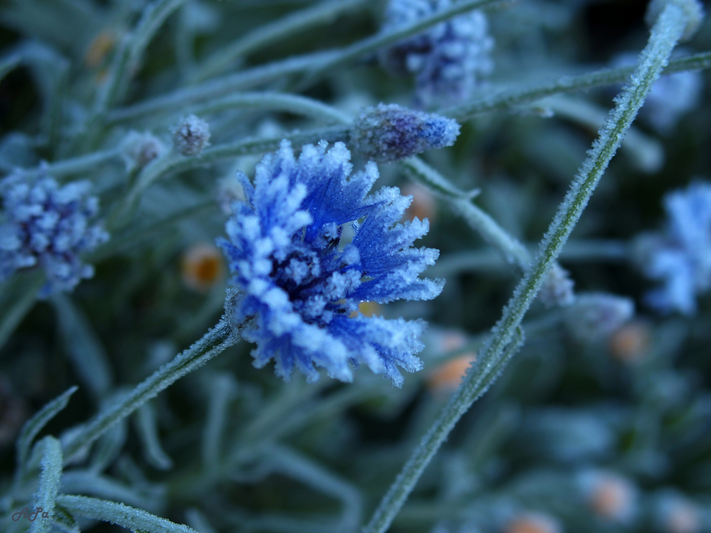 Gefrostete Kornblume