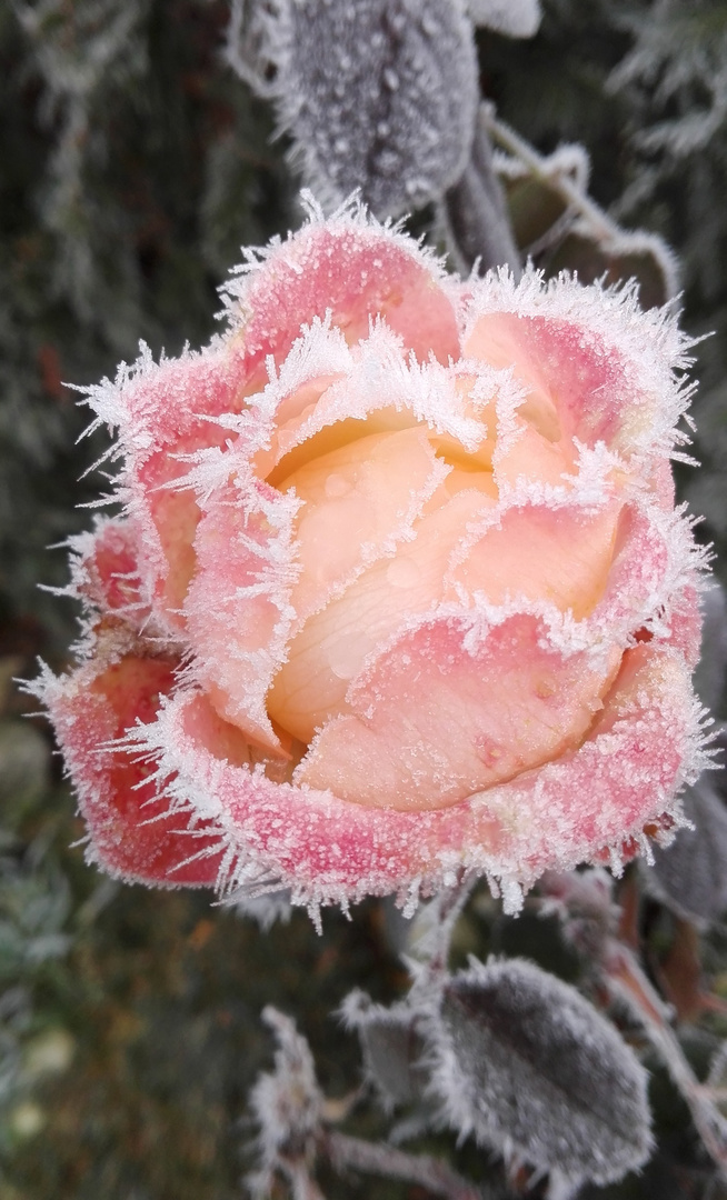 Gefrostete Nostalgie Foto Bild Jahreszeiten Auszeit Winter Bilder Auf Fotocommunity