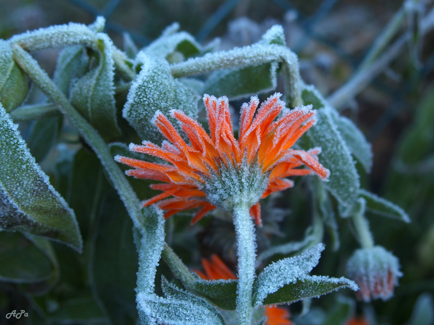 Gefrostete Ringelblume