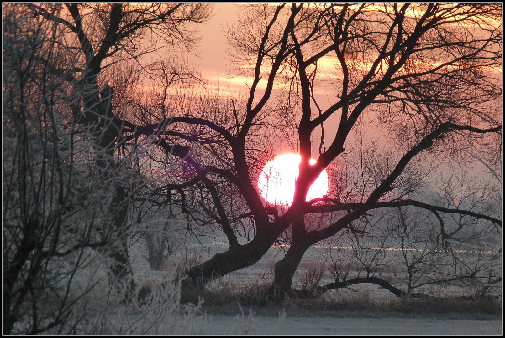 Gefrostete Sonne