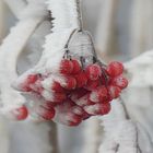 Gefrostete Vogelbeeren