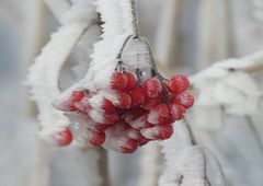 Gefrostete Vogelbeeren