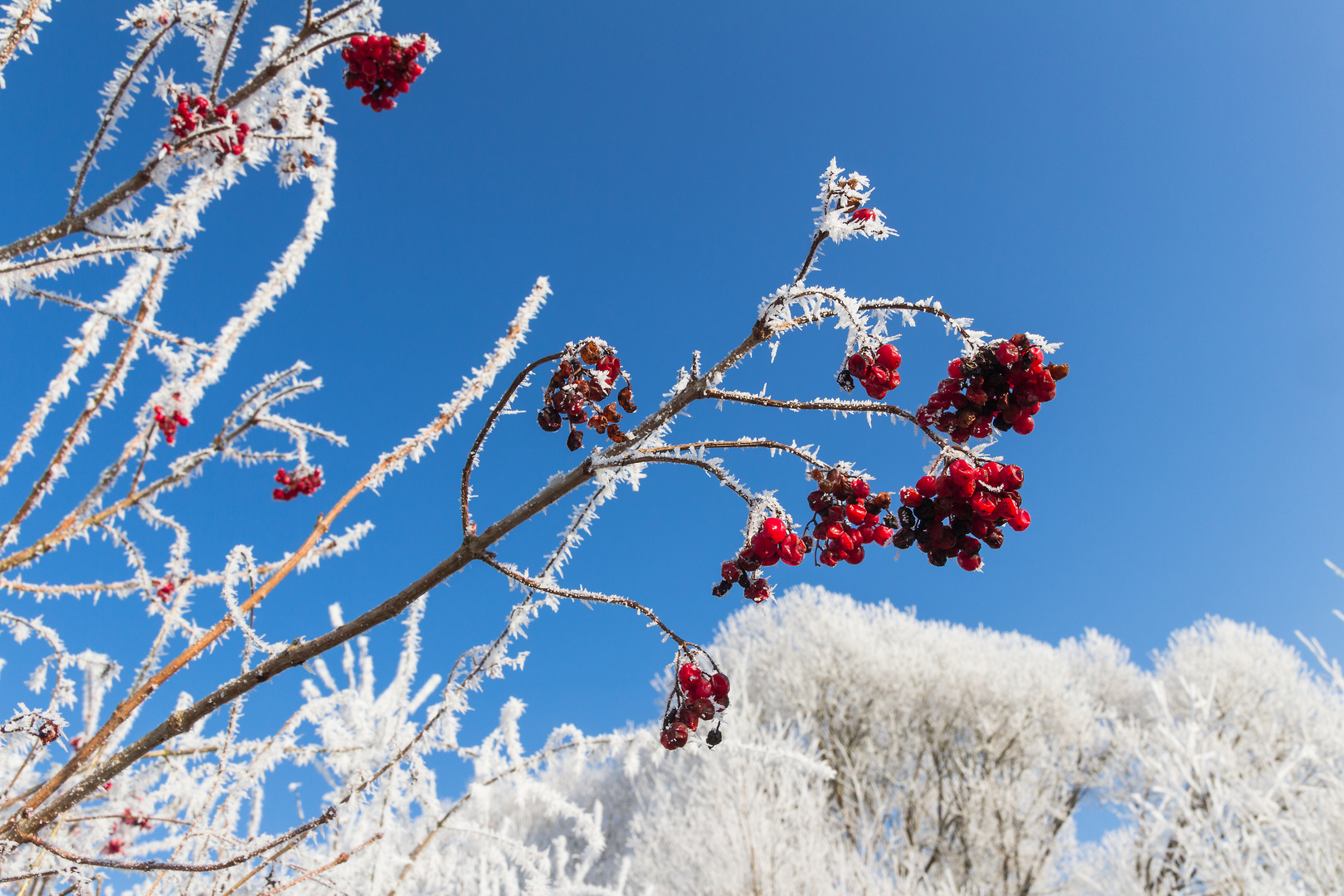 Gefrostete Vogelbeeren