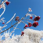 Gefrostete Vogelbeeren