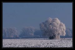 Gefrosteter Baum