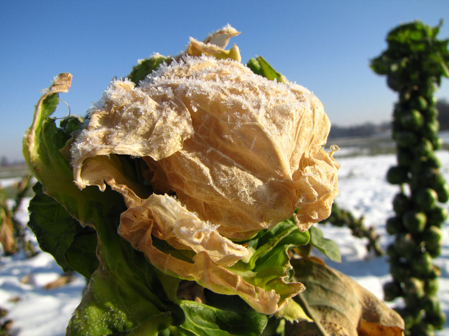 Gefrosteter Rosenkohl in der Nähe von Fischerhude