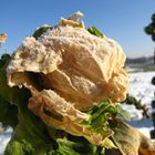 Gefrosteter Rosenkohl in der Nähe von Fischerhude