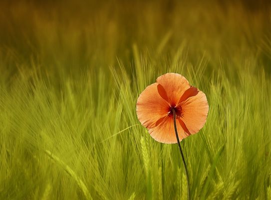 Gefühl von Sommer…