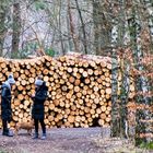 GEFÜHLTE 27 SEKUNDEN NACH BEGINN DES WALDSPAZIERGANGS DIE ERLÖSUNG