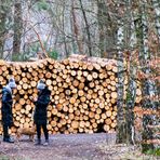 GEFÜHLTE 27 SEKUNDEN NACH BEGINN DES WALDSPAZIERGANGS DIE ERLÖSUNG