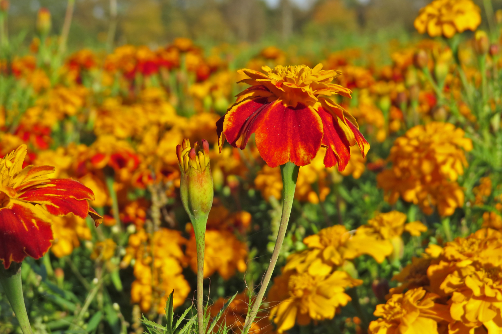 gefühlter Sommer (2.11.2014).