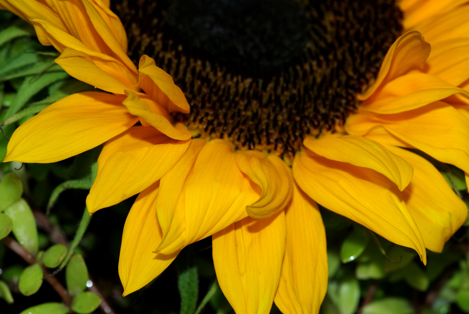 Gefüllt mit Sonnenlicht