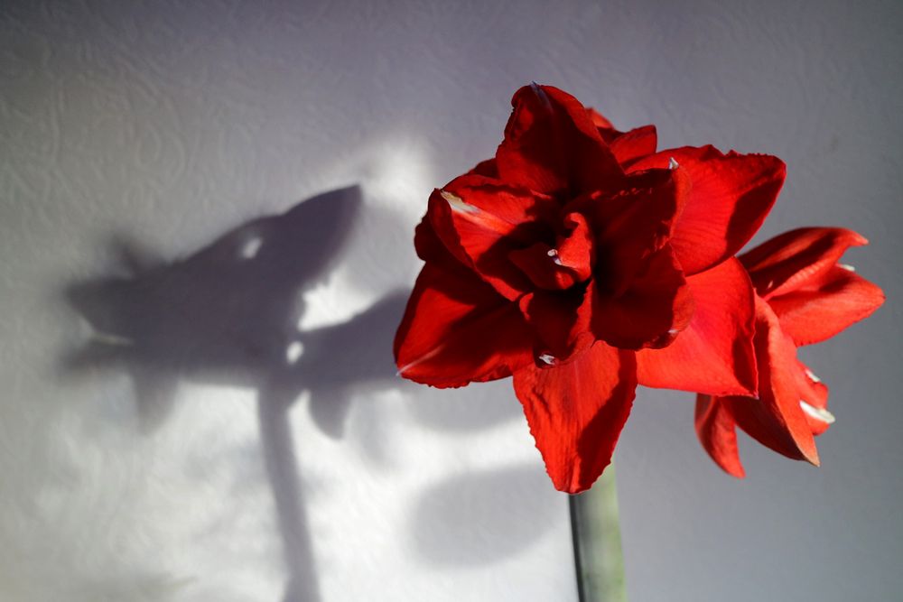 Gefüllte Amaryllis