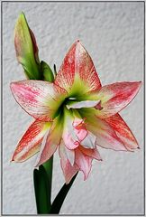 Gefüllte Amaryllis