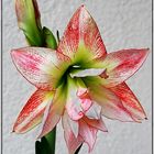 Gefüllte Amaryllis