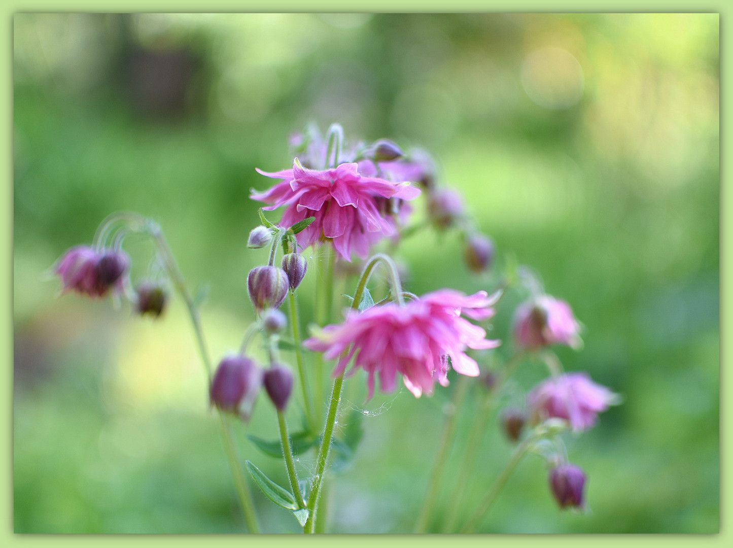 Gefüllte Blüten der Akelei