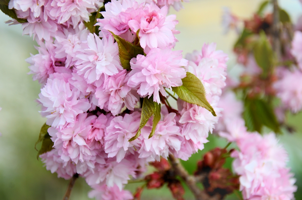 gefüllte Blüten