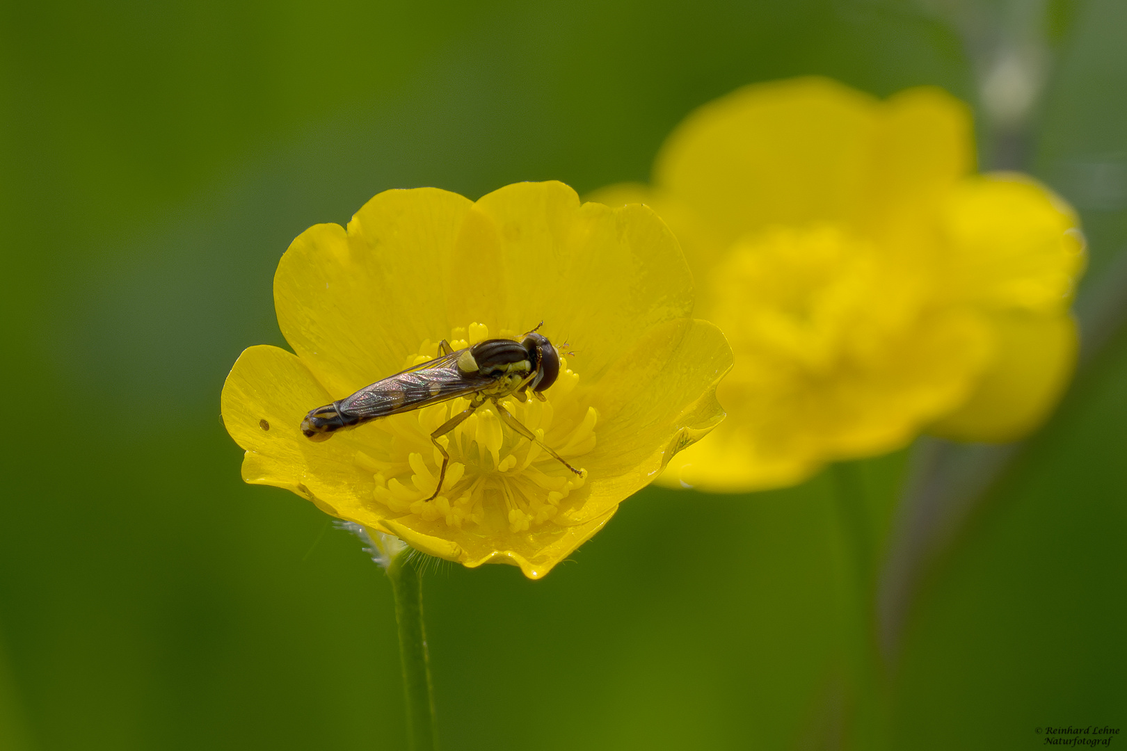 Gefüllte Butterblume