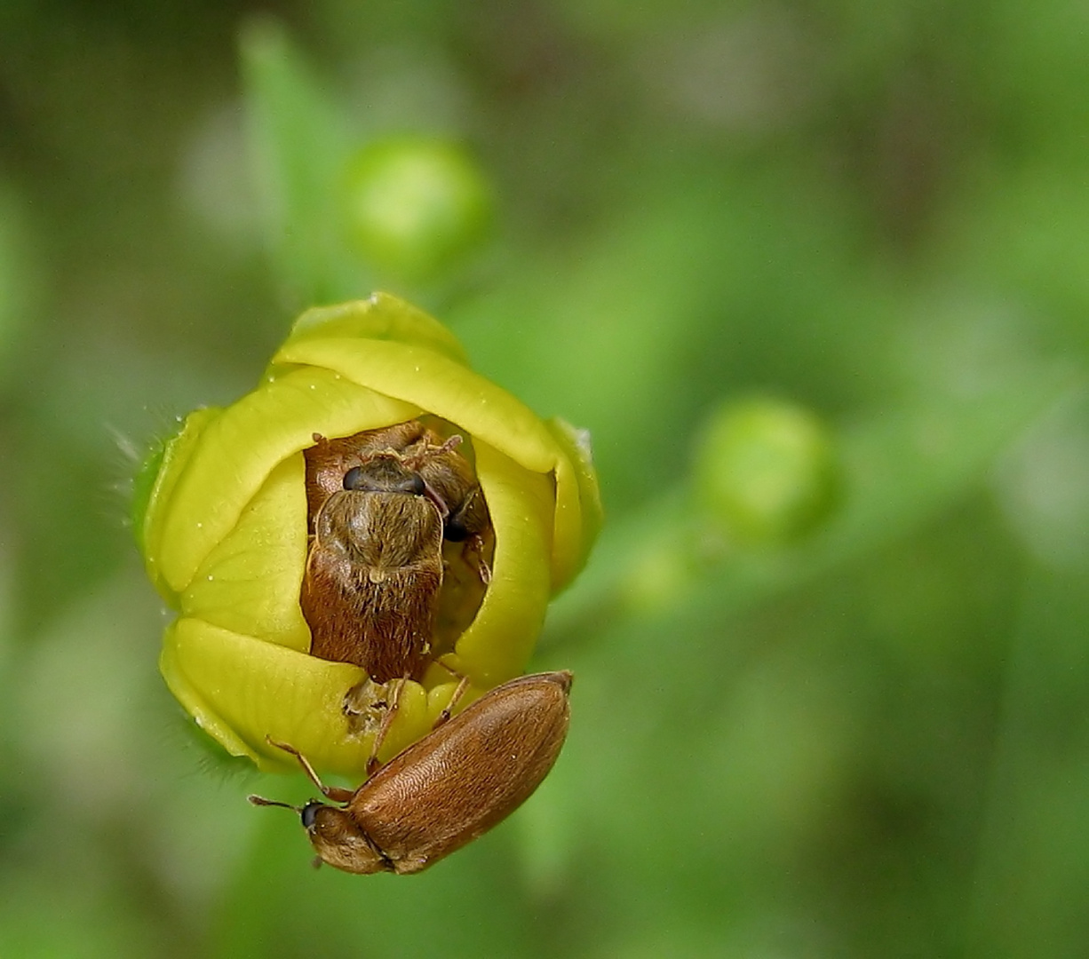 Gefüllte Butterblumen..