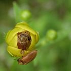 Gefüllte Butterblumen..