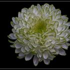 Gefüllte Chrysantheme