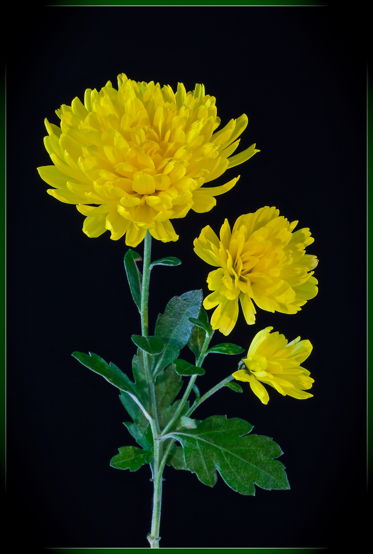 Gefüllte Chrysantheme