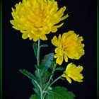 Gefüllte Chrysantheme