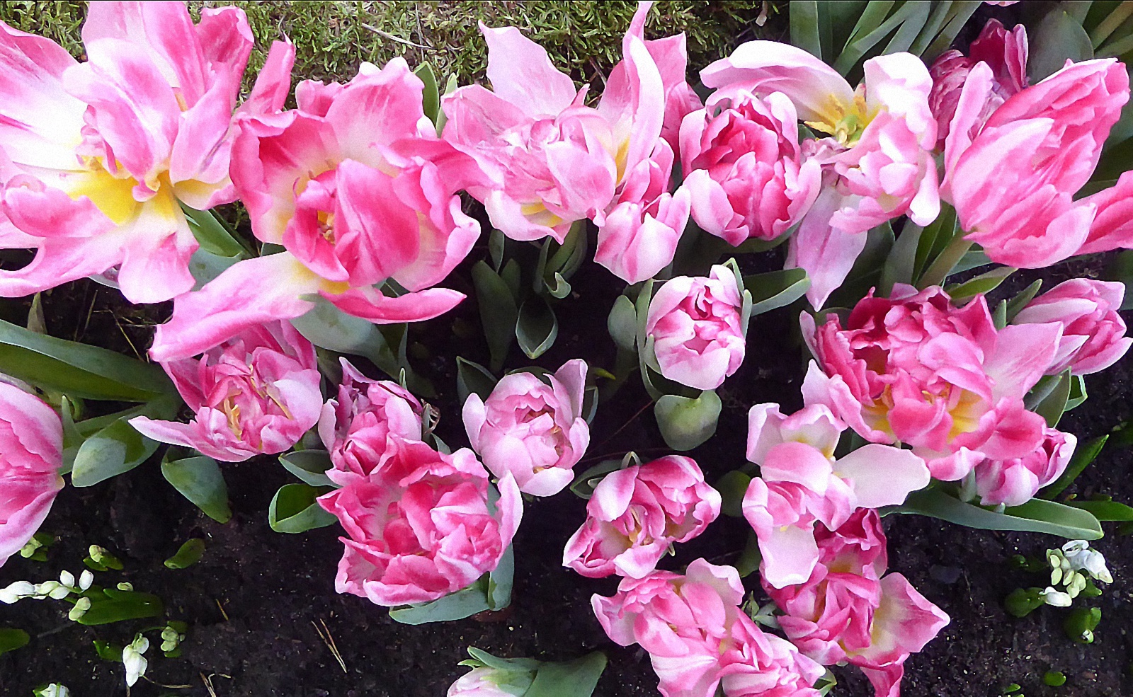 gefüllte frühe Tulpe Peach Blossom