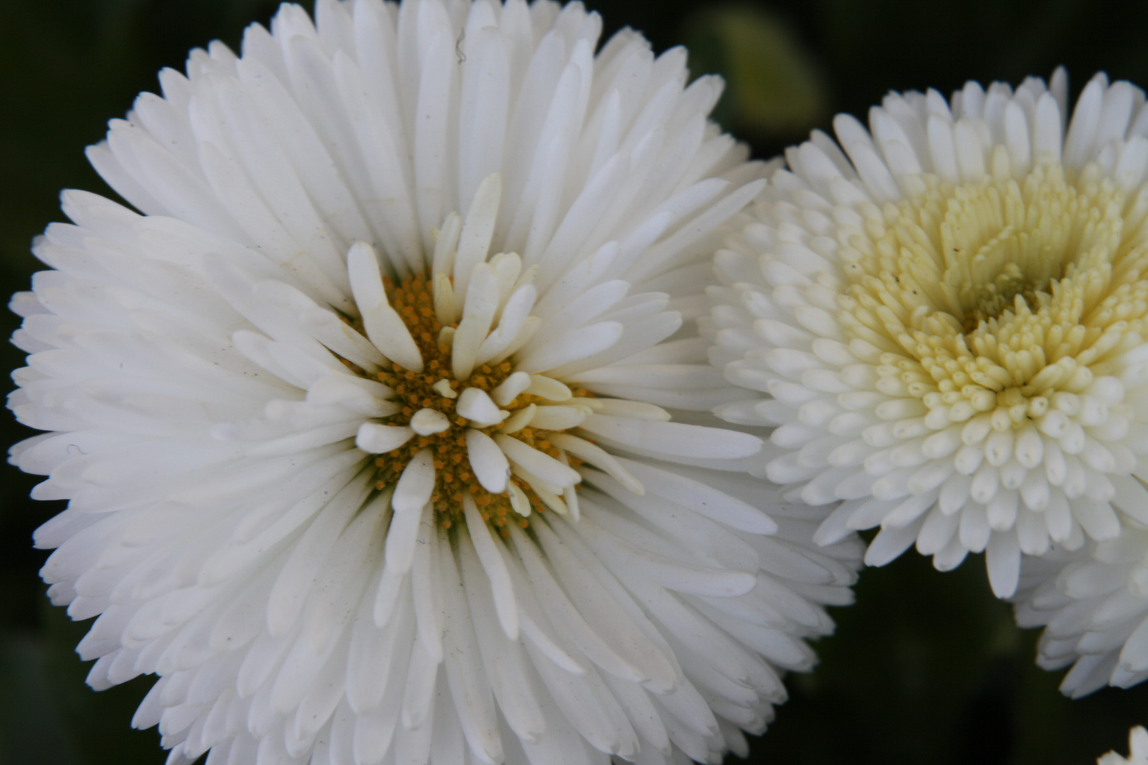 Gefüllte Gänseblümchen