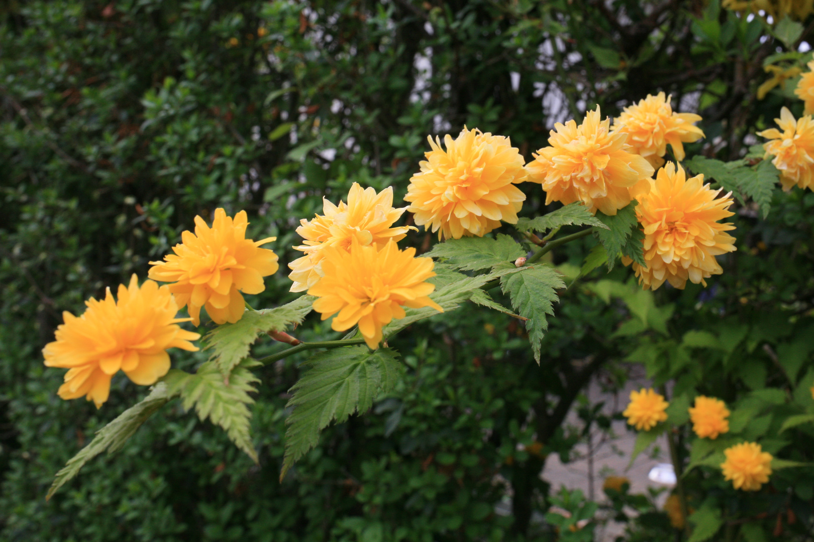 gefüllte Goldröschen ( Kerria japonica )