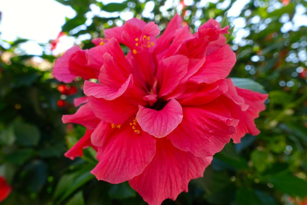 gefüllte HibiscusBlüte Foto & Bild europe, balearic islands, spain