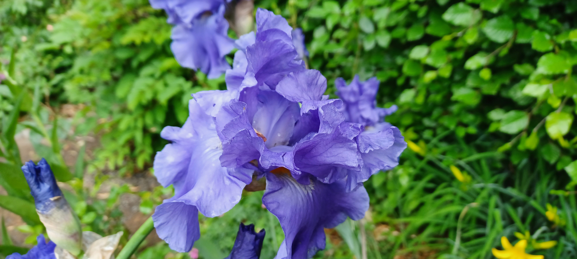 gefüllte Iris Foto &amp; Bild | natur-kreativ, 21.05.2022, natur Bilder auf ...
