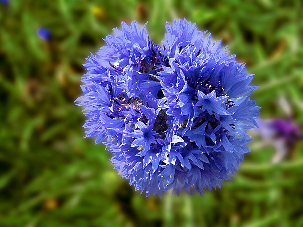 Gefüllte Kornblume