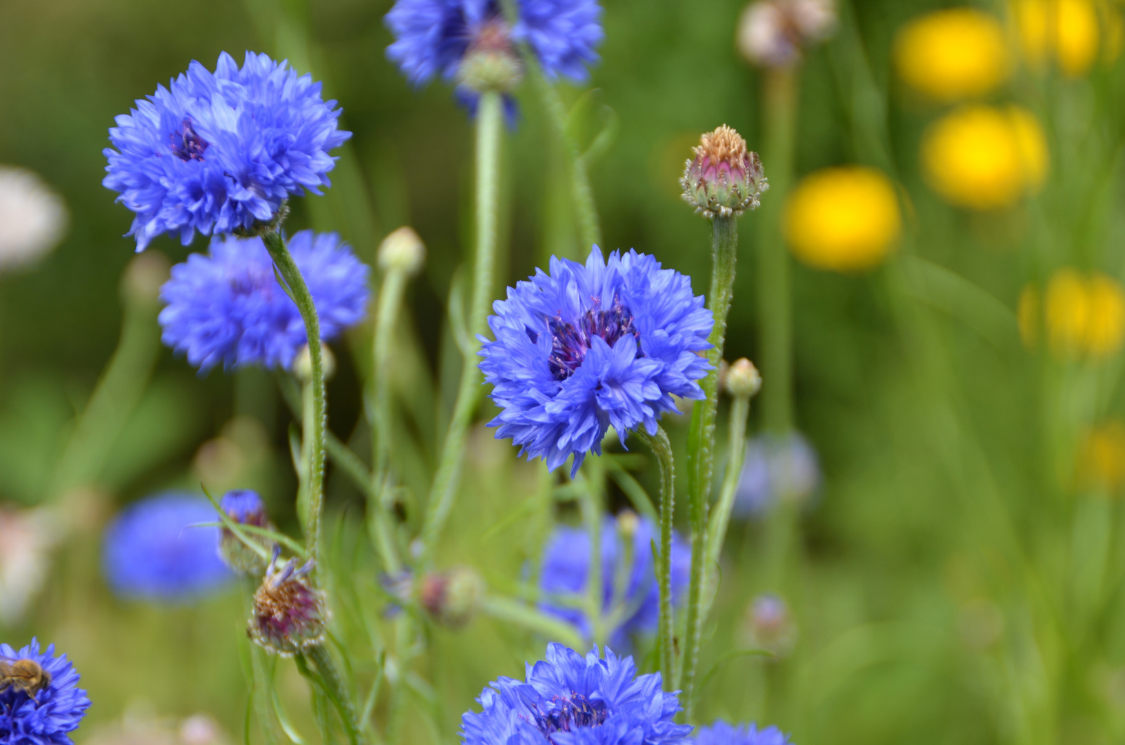 gefüllte Kornblumen