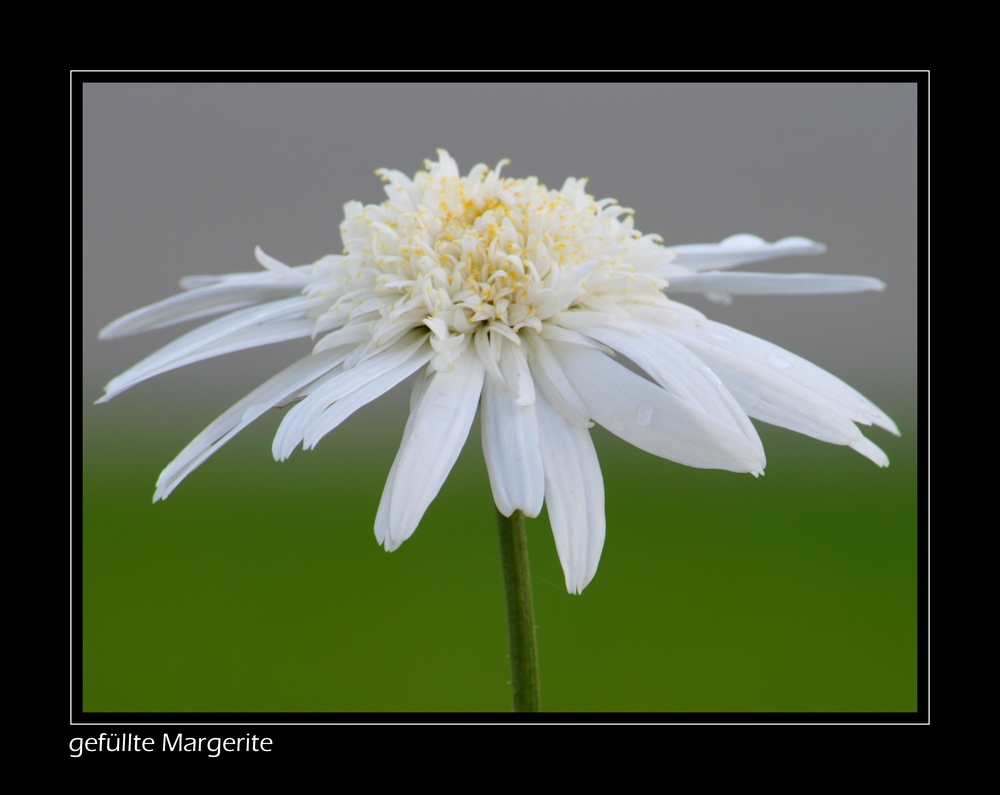 gefüllte Margerite