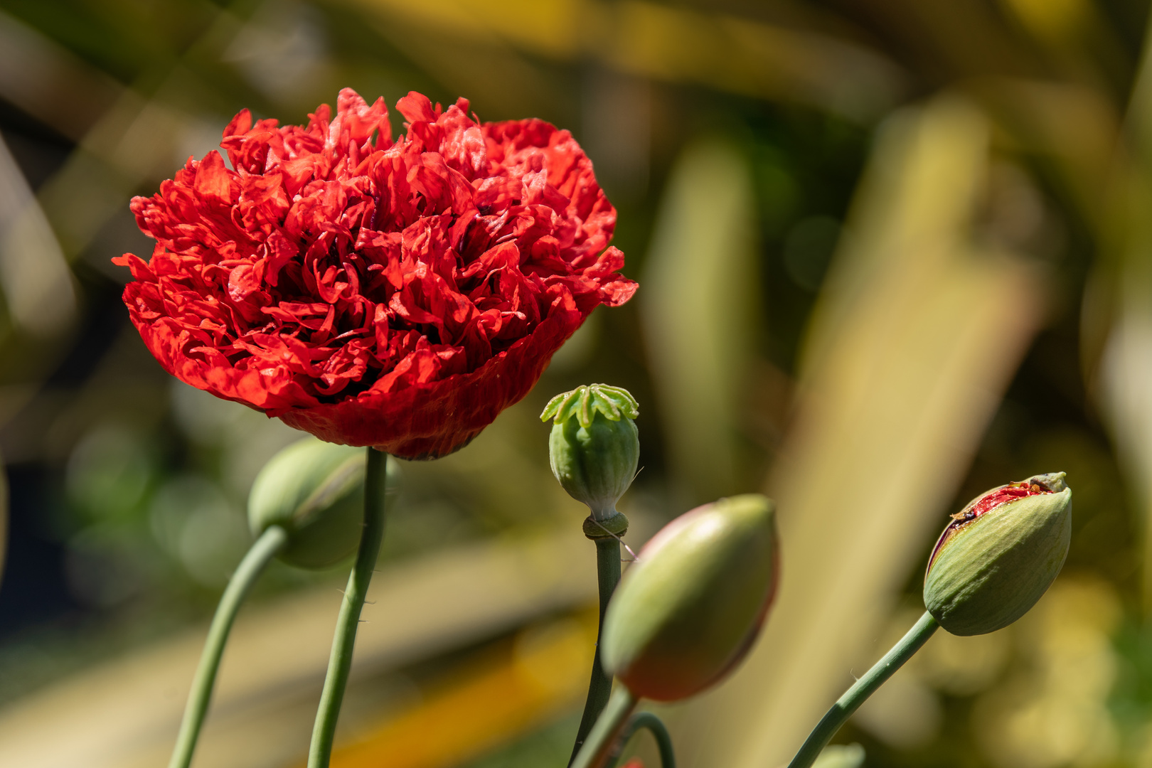 gefüllte Mohnblüte