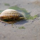 gefüllte Muscheln...