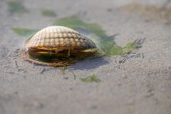 gefüllte Muscheln...