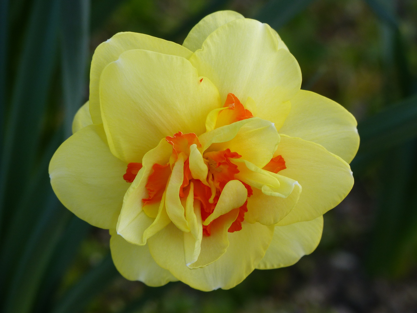  Gefüllte Narzisse Foto & Bild pflanzen, pilze & flechten, blüten
