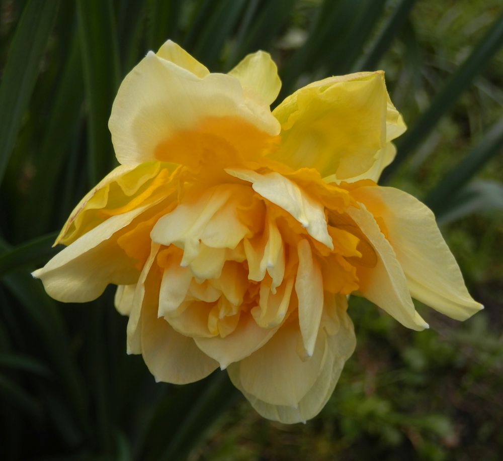 Gefüllte Narzisse (Narcissus 'Apotheose')