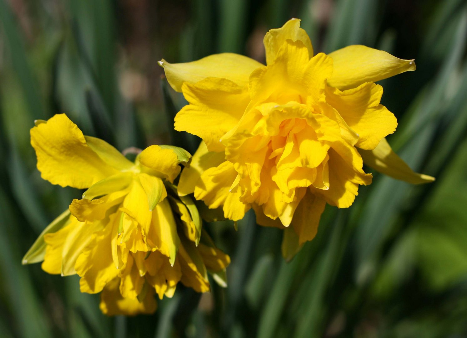 gefüllte Narzissen Foto & Bild pflanzen, pilze & flechten, blüten