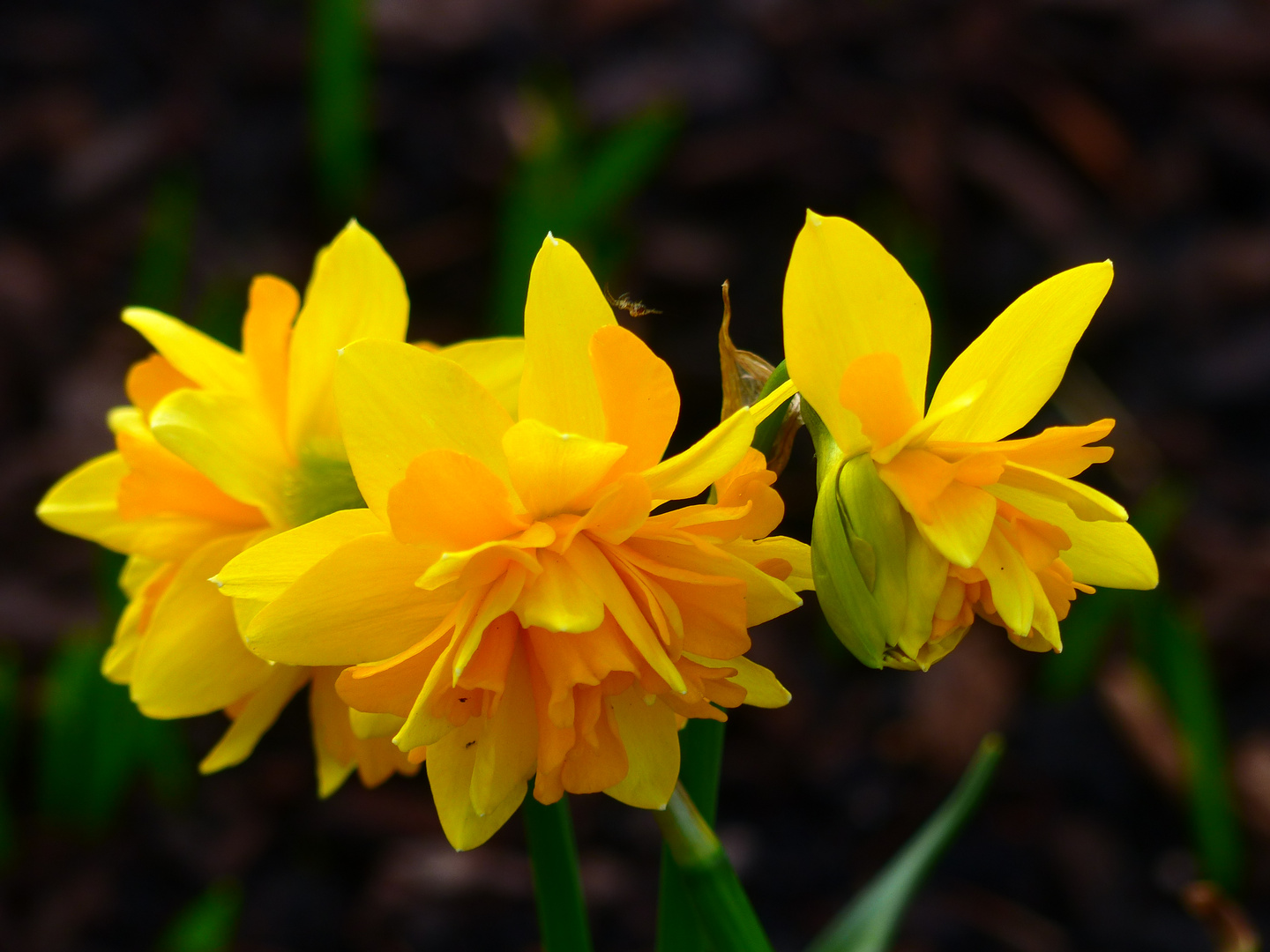  Gefüllte Narzissen Foto & Bild pflanzen, pilze & flechten, blüten