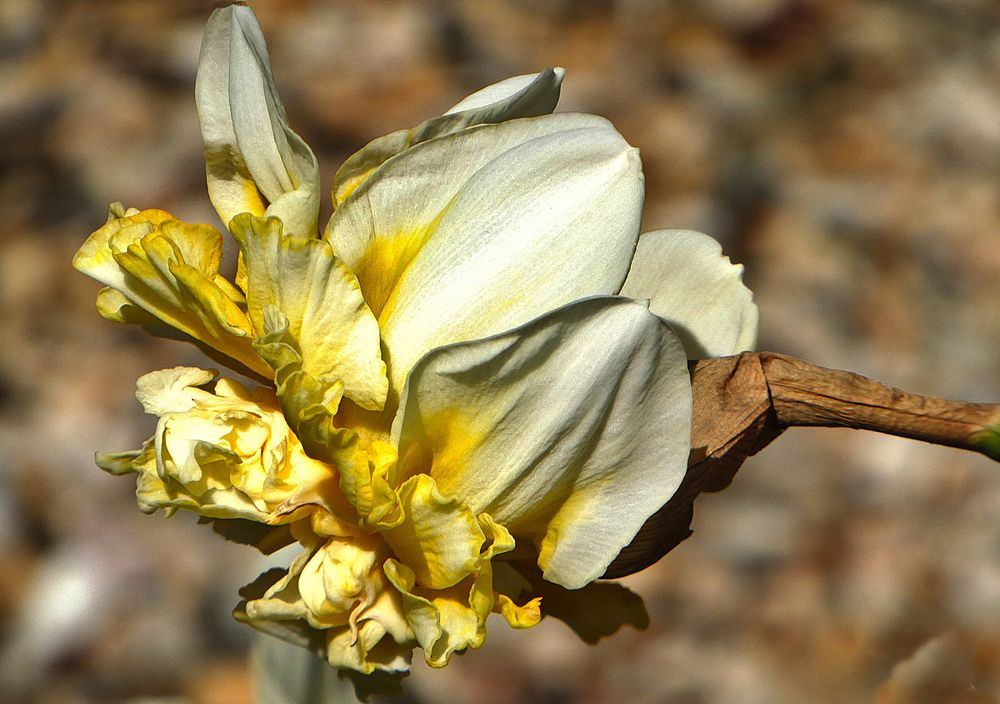 Gefüllte Narzissenblüte Foto & Bild natur, pflanzen, narzissen Bilder