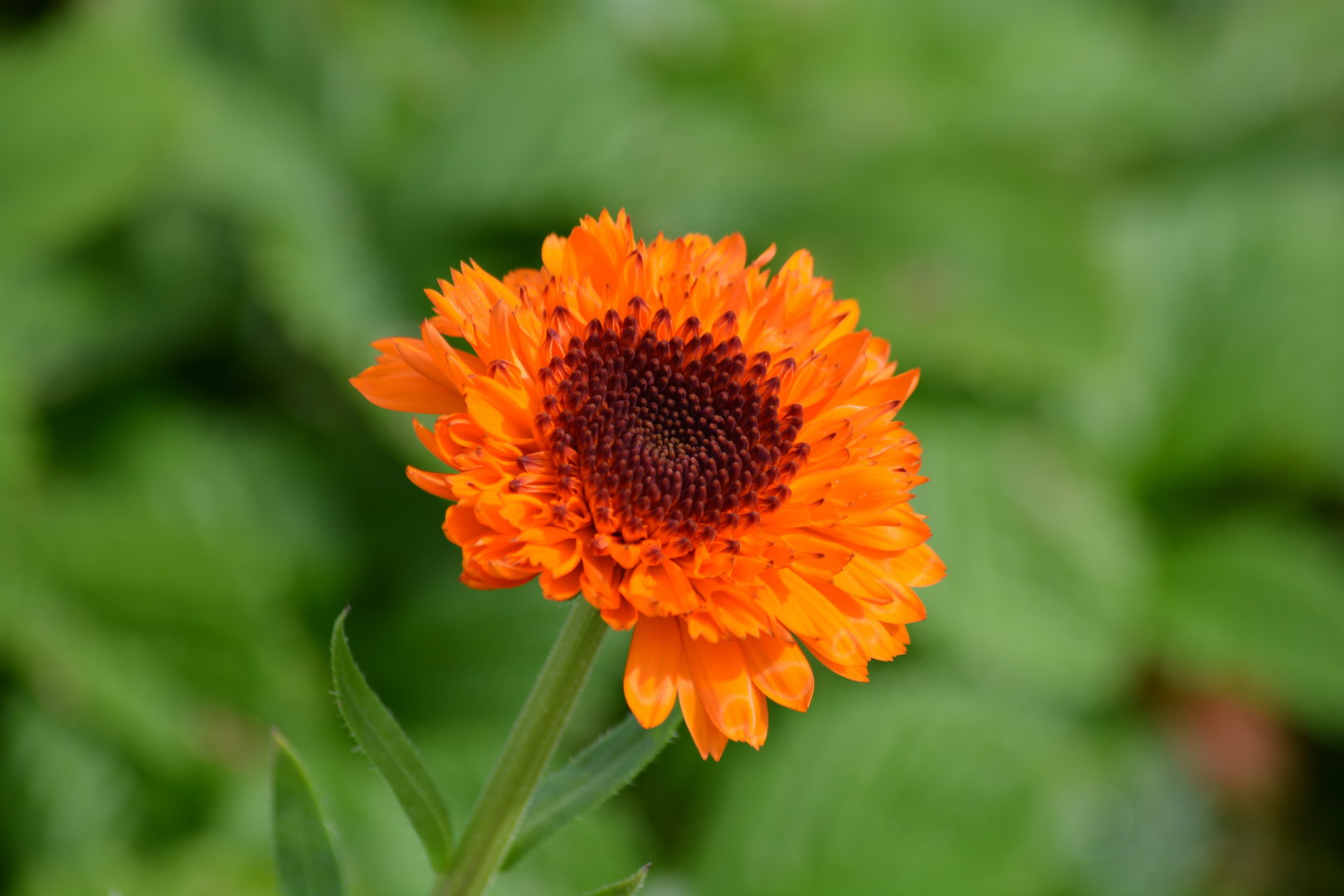 Gefüllte Ringelblume