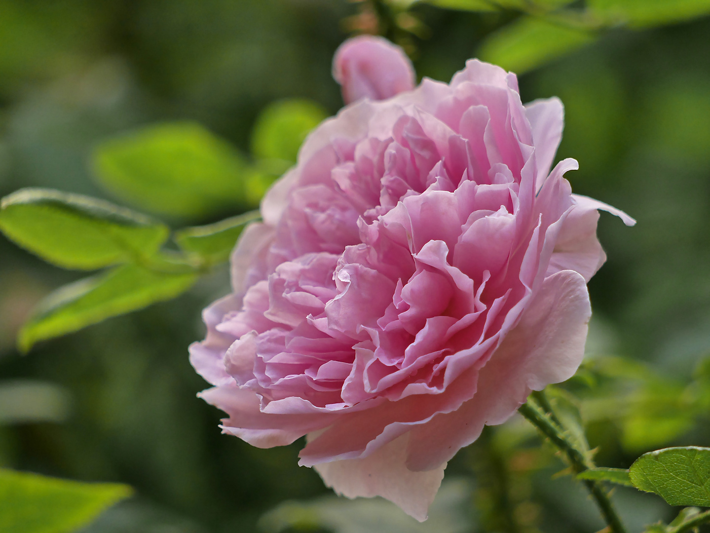 Gefüllte Rose