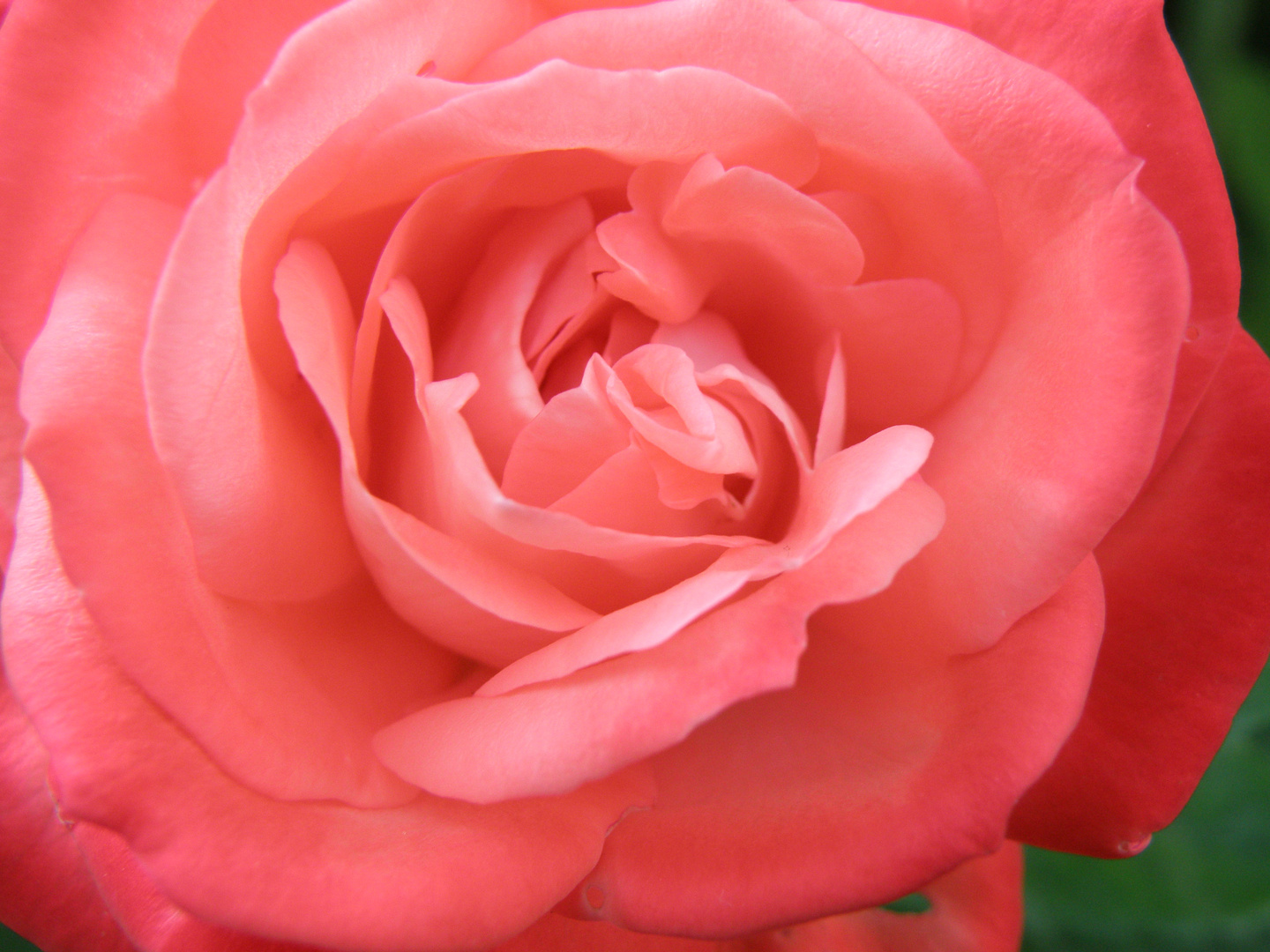 Gefüllte Rose